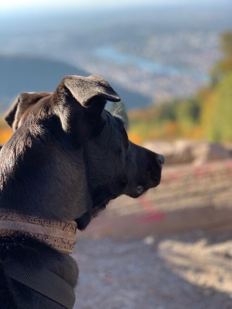 Foto nahaufnahme eines hundes, der wegblickt