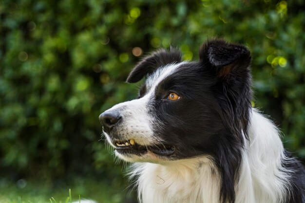 Foto nahaufnahme eines hundes, der wegblickt