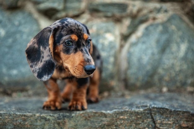 Nahaufnahme eines Hundes, der wegblickt