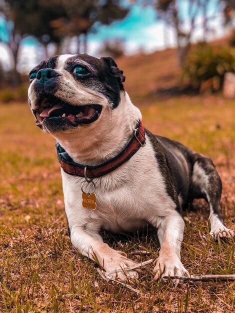 Foto nahaufnahme eines hundes, der wegblickt