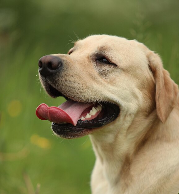 Foto nahaufnahme eines hundes, der wegblickt