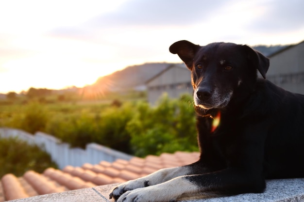 Foto nahaufnahme eines hundes, der wegblickt