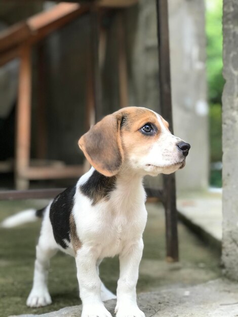 Foto nahaufnahme eines hundes, der wegblickt