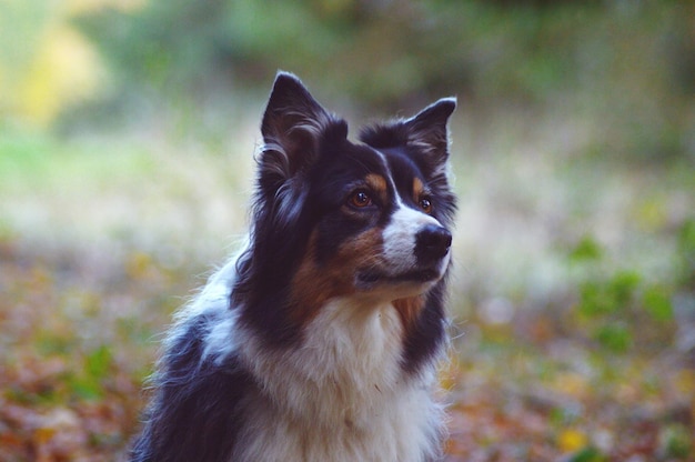 Foto nahaufnahme eines hundes, der wegblickt