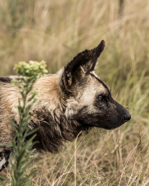 Foto nahaufnahme eines hundes, der wegblickt