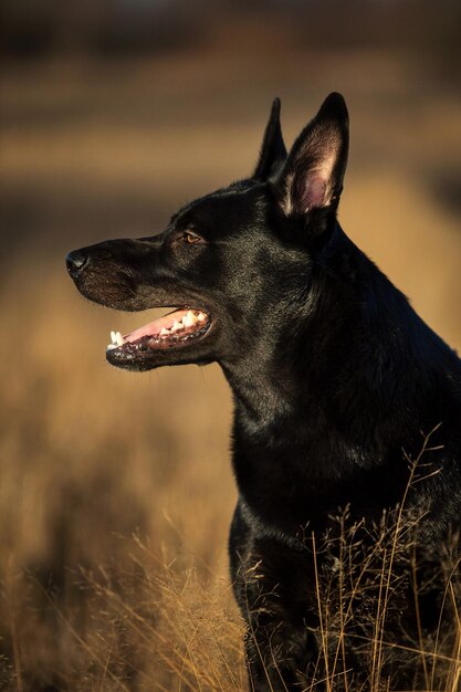 Nahaufnahme eines Hundes, der wegblickt