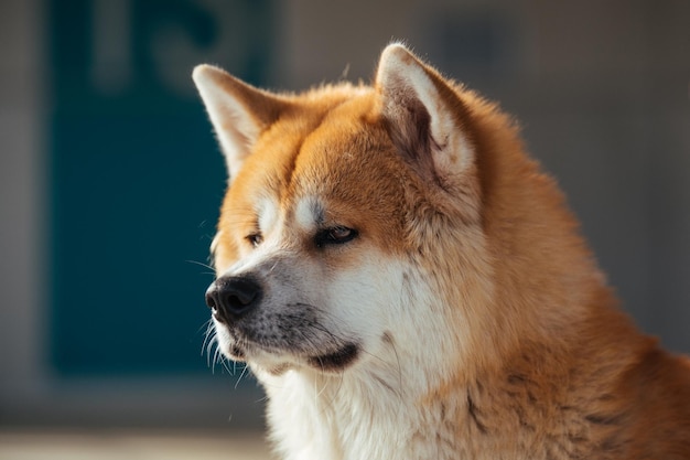 Nahaufnahme eines Hundes, der wegblickt