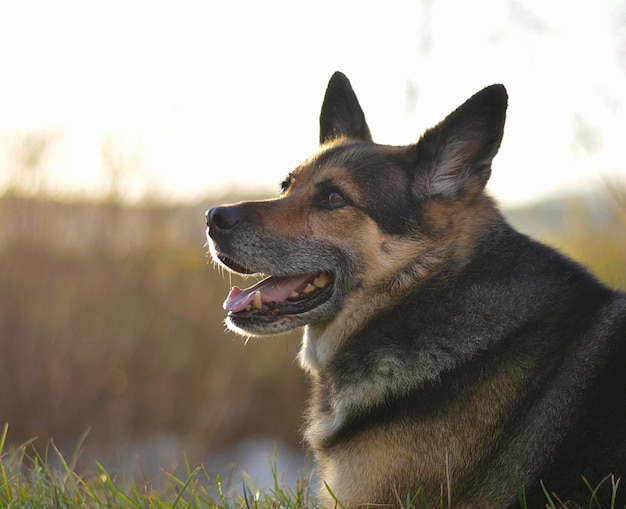 Nahaufnahme eines Hundes, der wegblickt