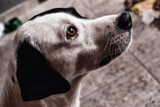 Nahaufnahme eines Hundes, der wegblickt