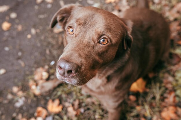 Nahaufnahme eines Hundes, der wegblickt