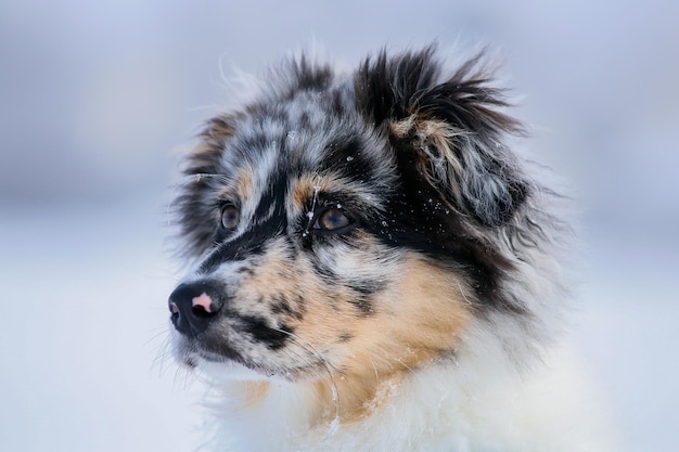 Foto nahaufnahme eines hundes, der wegblickt