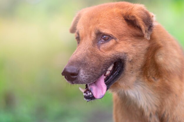 Foto nahaufnahme eines hundes, der wegblickt