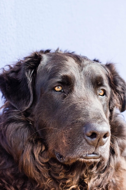 Nahaufnahme eines Hundes, der wegblickt