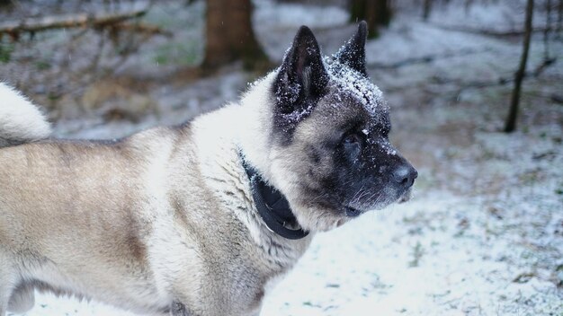 Foto nahaufnahme eines hundes, der wegblickt