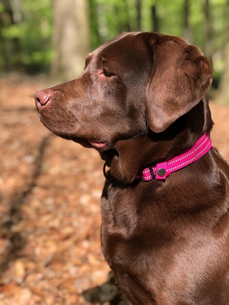 Foto nahaufnahme eines hundes, der wegblickt