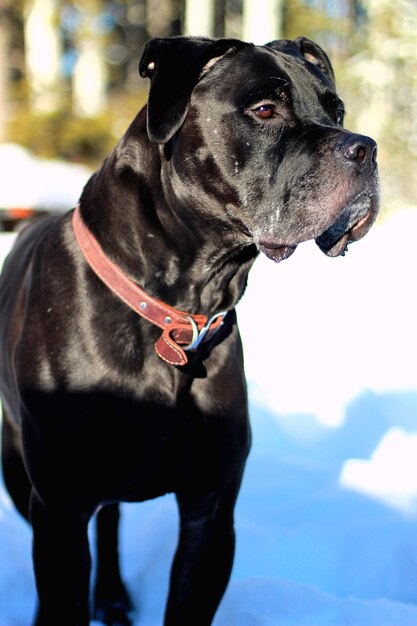 Foto nahaufnahme eines hundes, der wegblickt