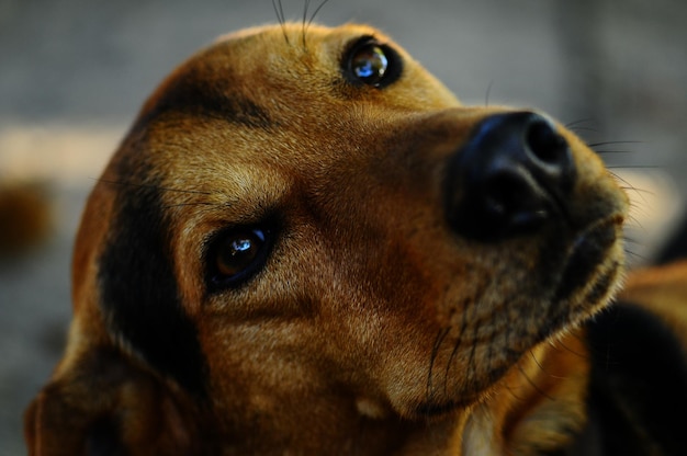Nahaufnahme eines Hundes, der wegblickt