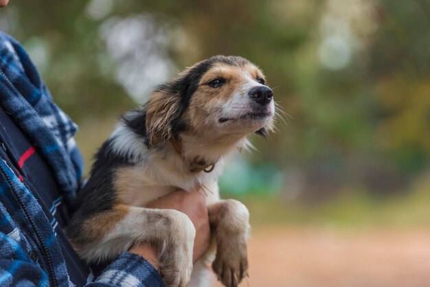 Foto nahaufnahme eines hundes, der wegblickt