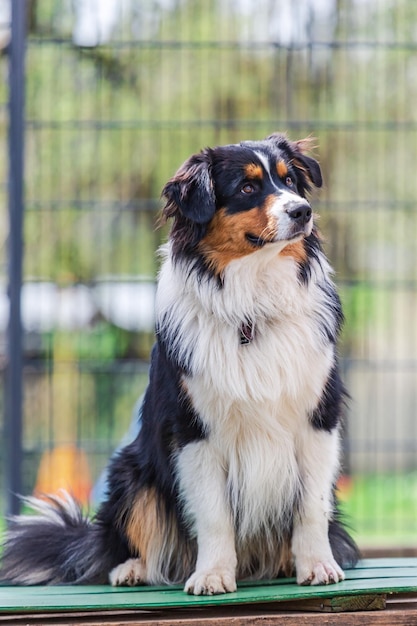 Foto nahaufnahme eines hundes, der wegblickt