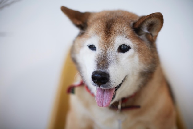 Nahaufnahme eines Hundes, der wegblickt