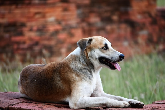 Foto nahaufnahme eines hundes, der wegblickt