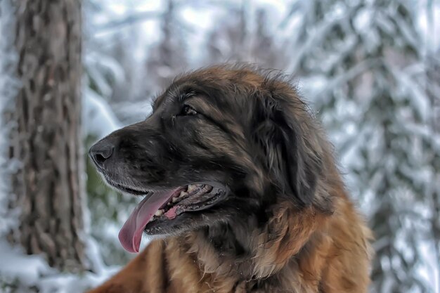 Foto nahaufnahme eines hundes, der wegblickt