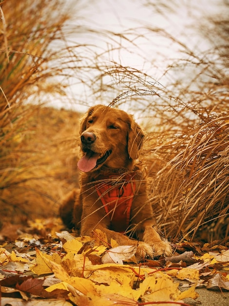 Nahaufnahme eines Hundes, der wegschaut