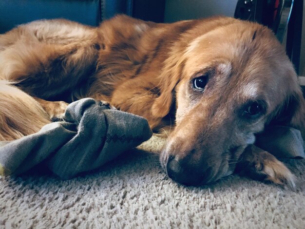 Foto nahaufnahme eines hundes, der zu hause auf dem bett ruht