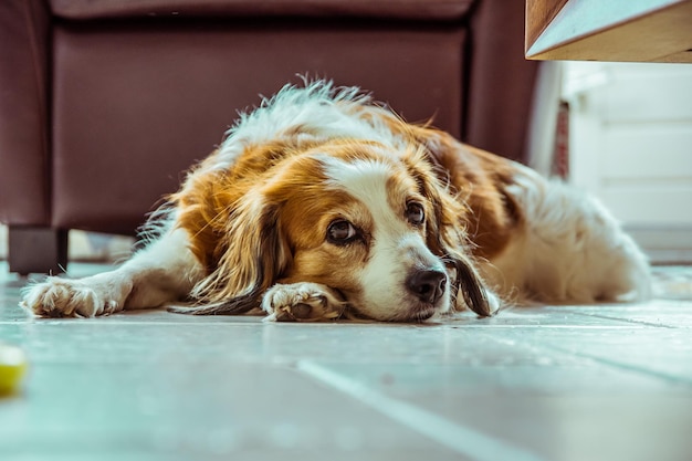 Nahaufnahme eines Hundes, der zu Hause auf dem Boden liegt