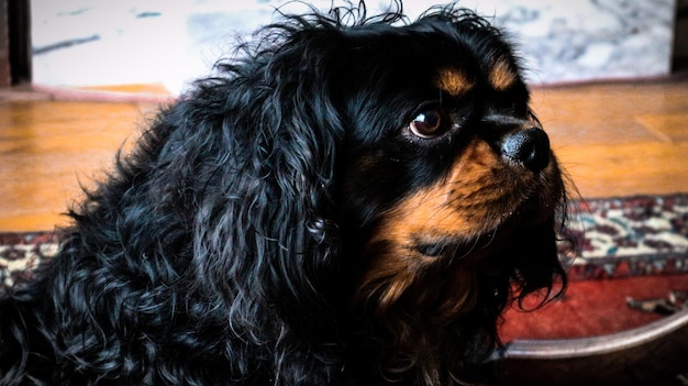 Nahaufnahme eines Hundes, der zu Hause wegblickt