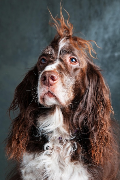 Nahaufnahme eines Hundes, der zu Hause wegblickt
