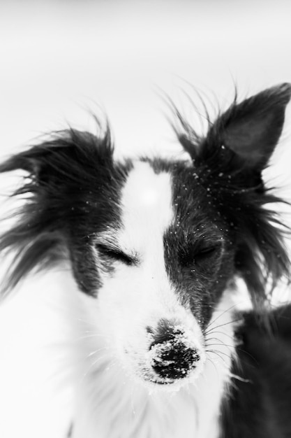 Nahaufnahme eines Hundes gegen den Himmel