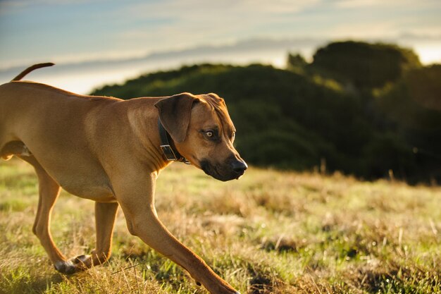 Nahaufnahme eines Hundes gegen den Himmel