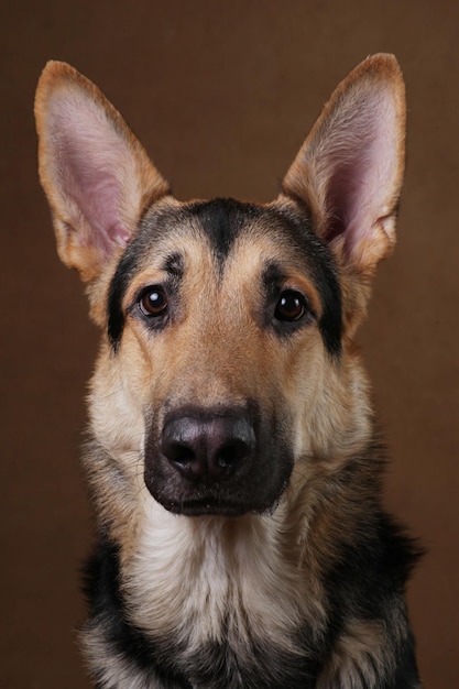 Nahaufnahme eines Hundes gegen die Wand