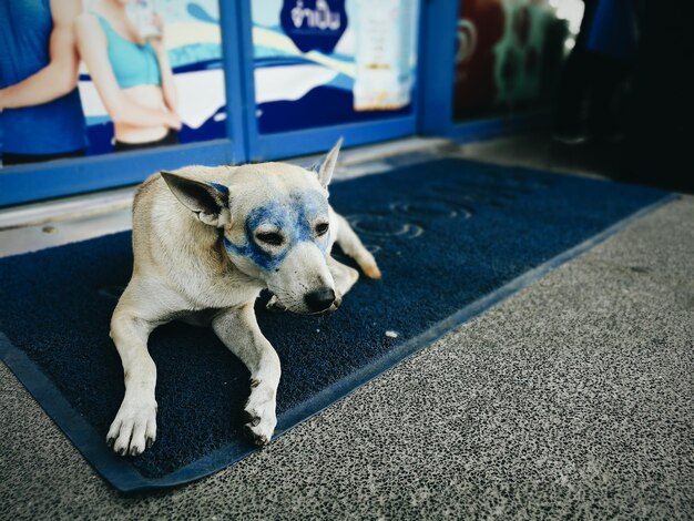 Nahaufnahme eines Hundes im Freien