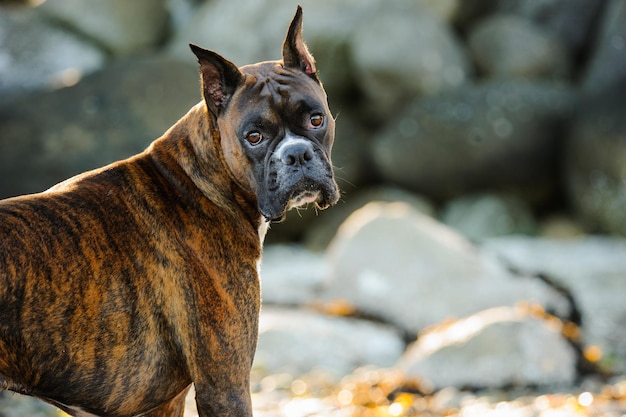 Nahaufnahme eines Hundes im Freien