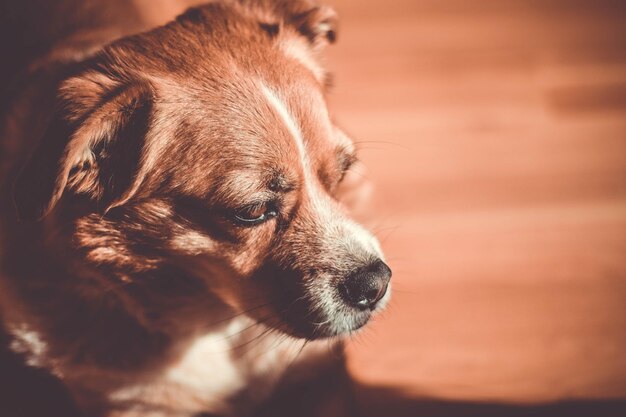 Foto nahaufnahme eines hundes im freien