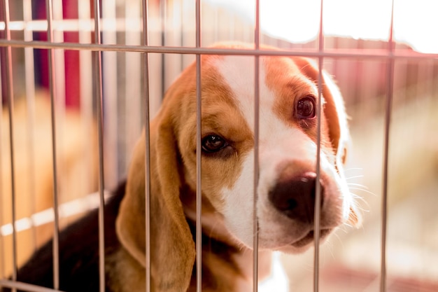 Nahaufnahme eines Hundes im Käfig