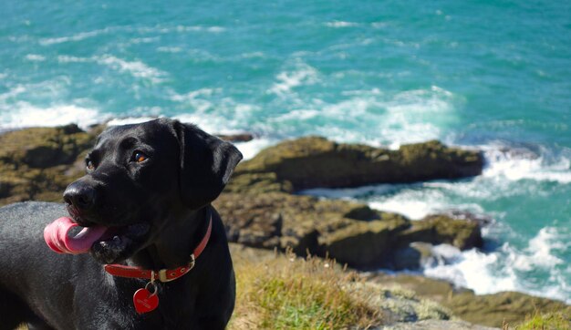 Foto nahaufnahme eines hundes im meer