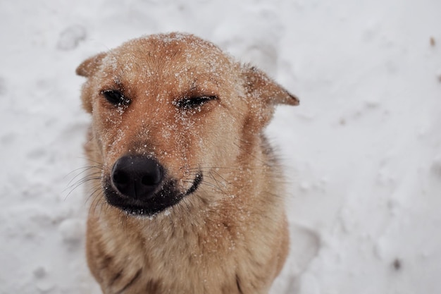 Nahaufnahme eines Hundes im Winter