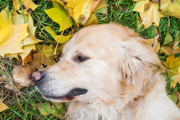 Nahaufnahme eines Hundes in einem Schal unter gelben Herbstblättern