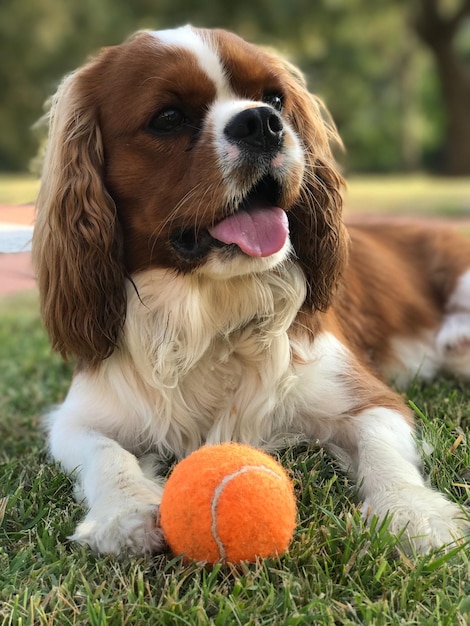 Nahaufnahme eines Hundes mit einem Ball auf dem Gras