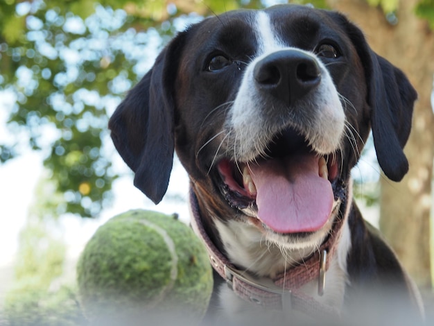 Nahaufnahme eines Hundes mit einem Tennisball