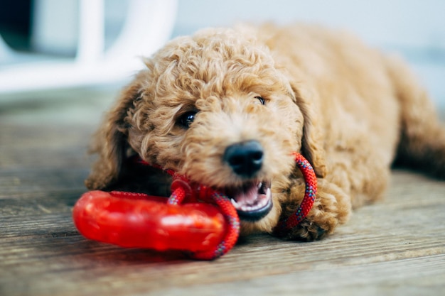 Foto nahaufnahme eines hundes mit rotem spielzeug zu hause