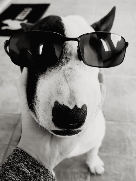 Foto nahaufnahme eines hundes mit sonnenbrille