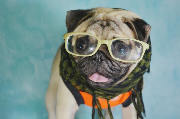 Nahaufnahme eines Hundes mit Sonnenbrille