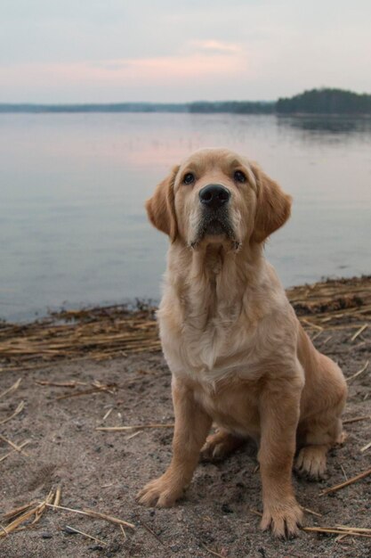 Foto nahaufnahme eines hundes vor dem see