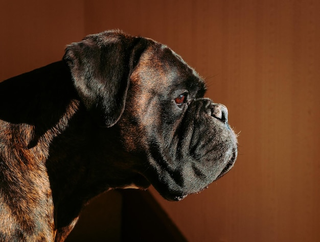 Nahaufnahme eines Hundes vor grauem Hintergrund