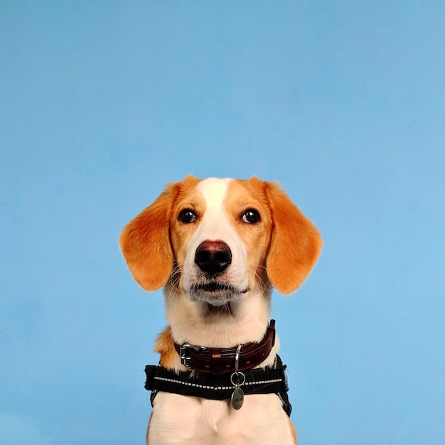 Nahaufnahme eines Hundes vor klarem Himmel