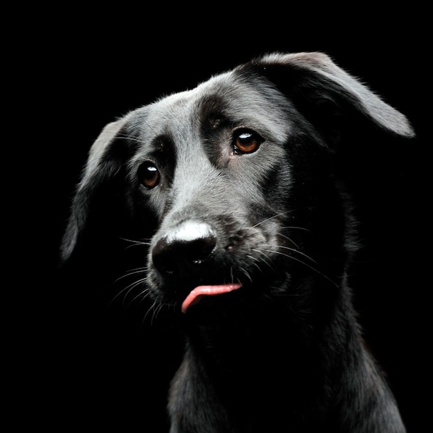 Nahaufnahme eines Hundes vor schwarzem Hintergrund
